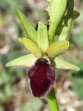 Ophrys promontorii